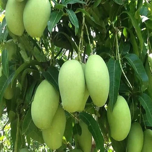 Malda Swarni Mango Plant  1.5 Years Old