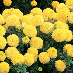 F1 African Marigold Maximix Dwarf Seeds in Pakistan  Compact Mixed Color Marigold Variety