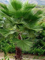 Mexican Fan Palm Tree Seeds – Fast Growing Ornamental Palm