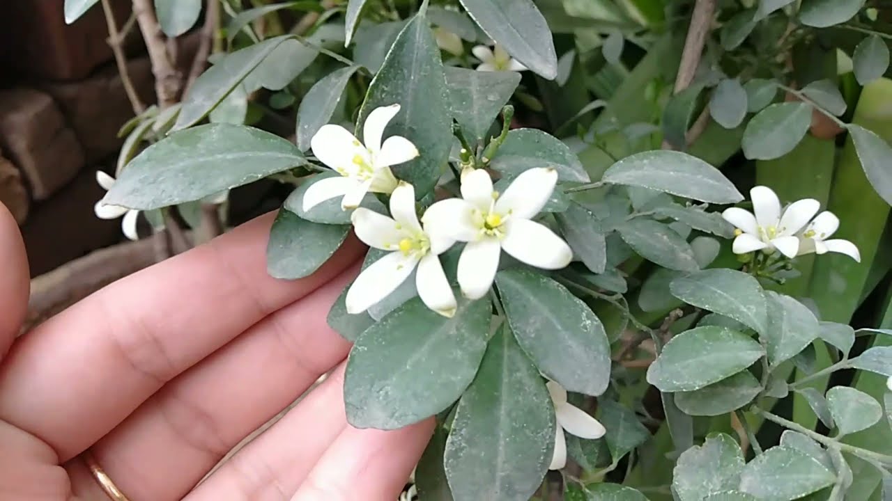 Marva Plant in Pakistan  Medicinal & Culinary Herb (Sweet Marjoram)