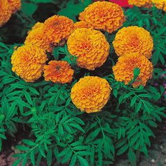 F1 African Marigold Orange Seeds in Pakistan  Hybrid Flower Seeds for Pots & Borders