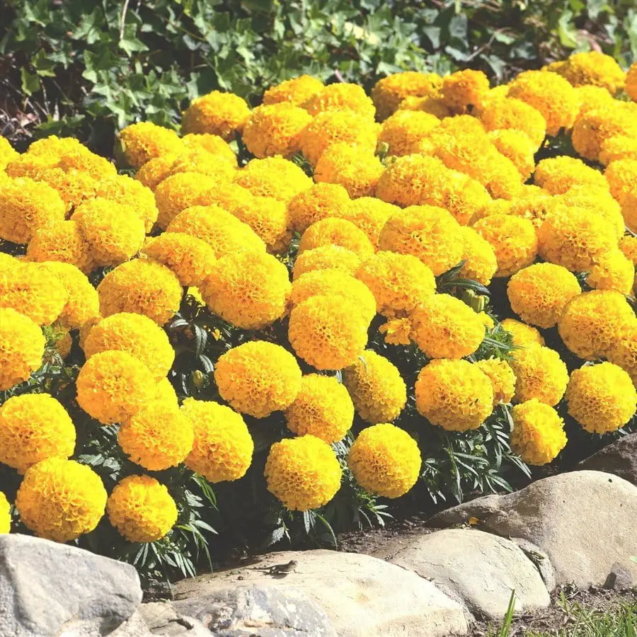 F1 African Marigold Lemon Yellow Dwarf Seeds in Pakistan  Compact Winter Flowering Variety