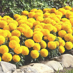 F1 African Marigold Lemon Yellow Dwarf Seeds in Pakistan  Compact Winter Flowering Variety