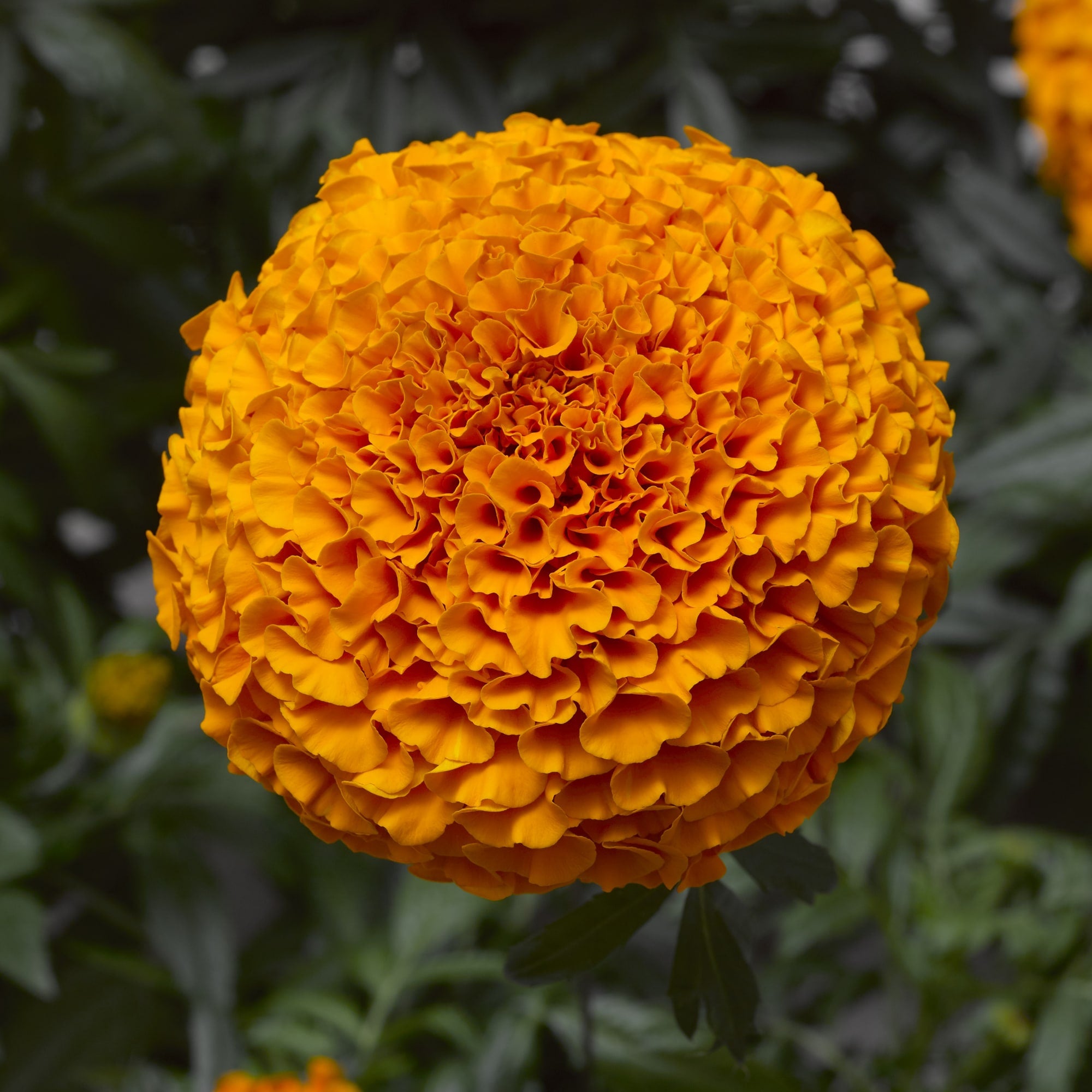 F1 African Marigold Spun Orange Dwarf Seeds in Pakistan  Compact Orange Blooming Flowers