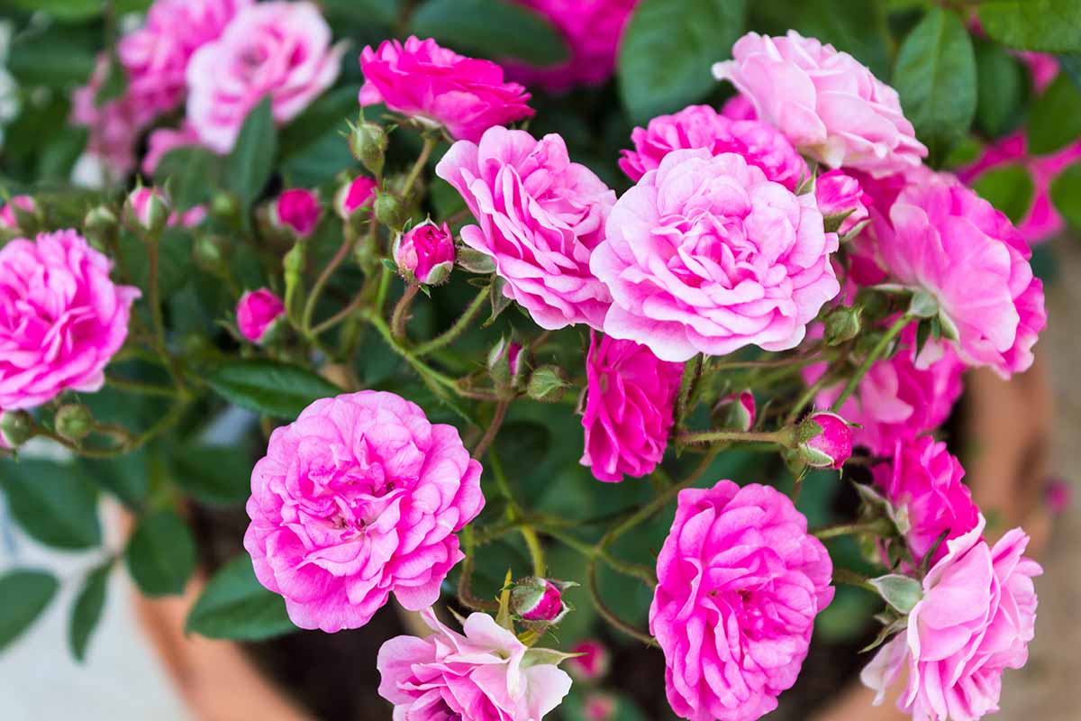 Miniature Pink Rose Plant  Compact, Beautiful & Ever-Blooming