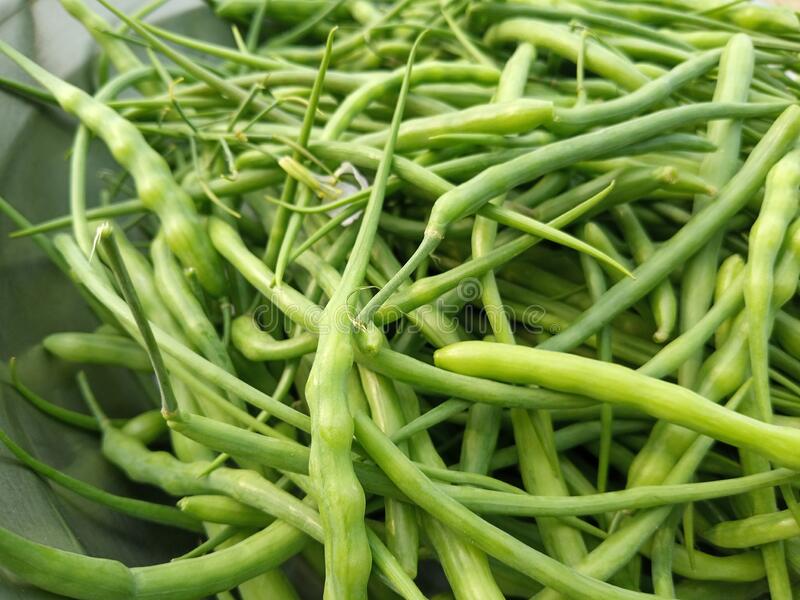 Hybrid Mongray Seeds  Crisp, Nutritious & High-Yield Winter Crop