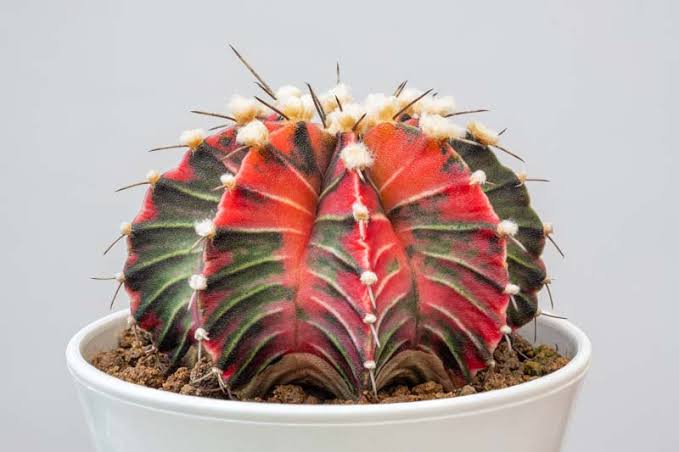 Gymnocalycium Cactus Plant – Premium Flowering Moon Cactus