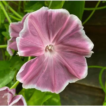 Morning Glory Chocolate Seeds – Unique Chocolate-Colored Climbing Flower
