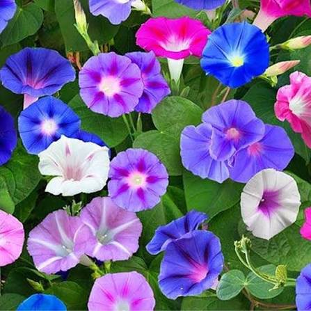 Morning Glory Imperial Seeds – Majestic Blue Climbing Flower