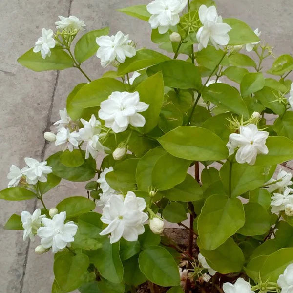 Motia Plant in Pakistan  Fragrant White Arabian Jasmine for Home Gardens