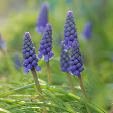 Muscari Bulb (Grape Hyacinth)  Tiny Blooms with Big Beauty