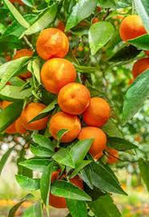 Nagpuri Santra Plant  Premium Sweet Orange Variety