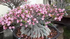 Adenium Arabicum Nangpaya 10 Seeds | Rare Desert Rose Hybrid