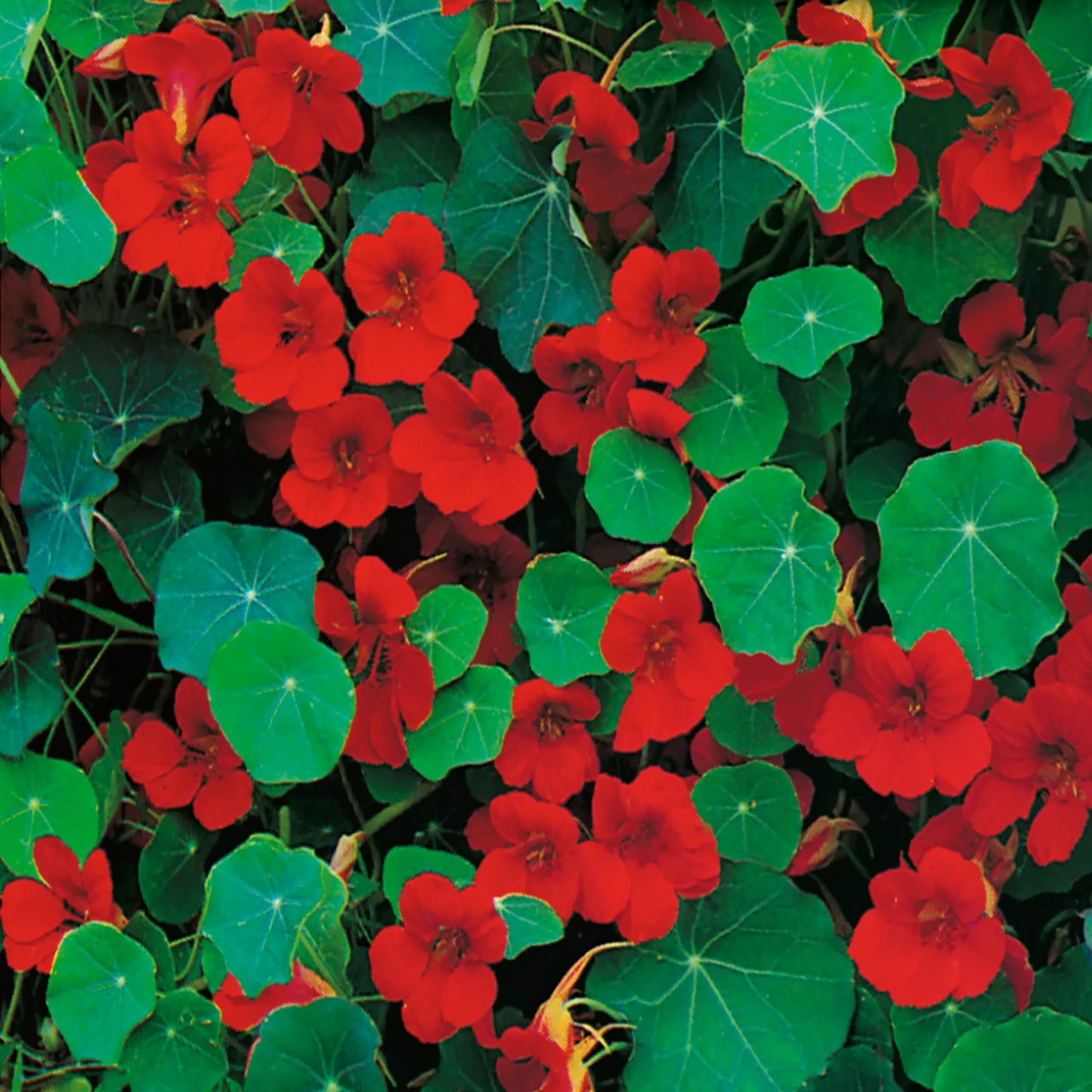 Nasturtium Empress of India Seeds in Pakistan  Deep Red Seasonal Flowers