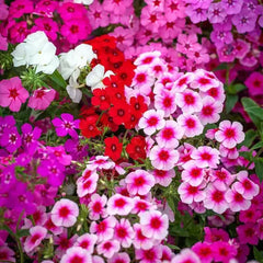 Nasturtium Alaska Mix Seeds in Pakistan  Variegated Foliage & Colorful Flowers