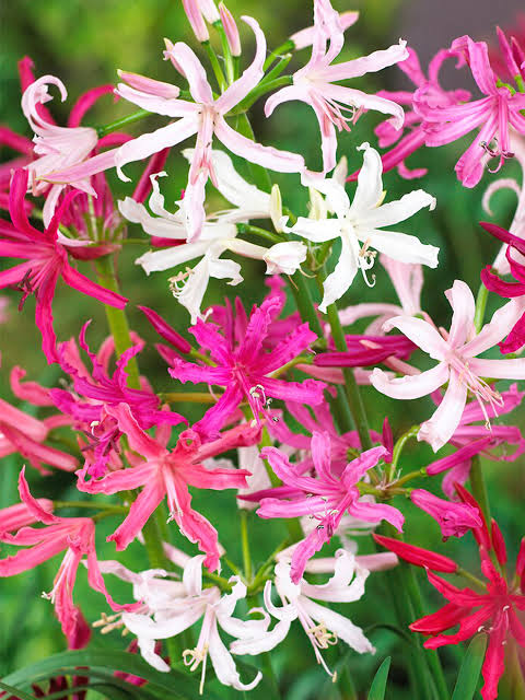 Nerine Lily  The Jewel of Autumn Gardens