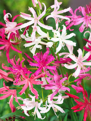 Nerine Lily  The Jewel of Autumn Gardens