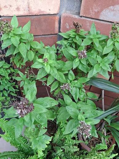 Niazbo Plant  Fragrant, Medicinal & Traditionally Loved