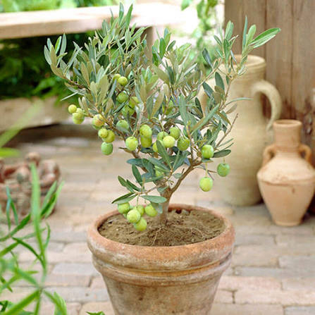 Olive Plant  Premium Fruit-Bearing Variety for Home Gardens in Pakistan