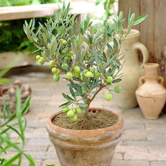 Olive Plant  Premium Fruit-Bearing Variety for Home Gardens in Pakistan