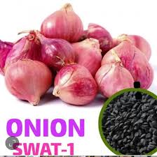 Swat Onion Seedlings  Per Kg | High Quality Onion Plants for Farming in Pakistan