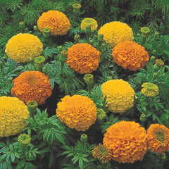 OP African Marigold Mix Tall Seeds in Pakistan  Long-Lasting Bright Garden Flowers