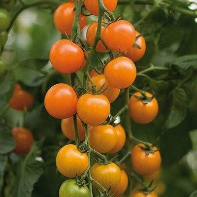 Buy Organic Orange Cherry Tomato Seeds Online in Pakistan | Sweet & High Yield