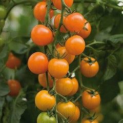 Buy Organic Orange Cherry Tomato Seeds Online in Pakistan | Sweet & High Yield