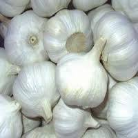 Organic Garlic (Lehsun) Seeds (Bulk Buy) 40 kg Premium Quality for High Yield