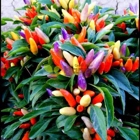 Ornamental Capsicum Alladin Seeds – Decorative Chili Pepper