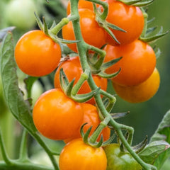 Buy Orange Cherry Tomato Hybrid Seeds Online in Pakistan | High Yield Variety