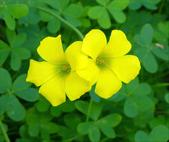 Oxalis Pes-Caprae Yellow Bulb  Cheerful, Easy-to-Grow Flowering Bulbs
