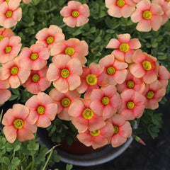 Oxalis obtusa ‘Flaming Cloud’ Bulb Premium Rare Flowering Oxalis Plant