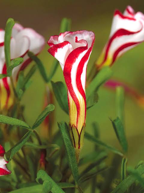 Oxalis Versicolor  Candy Cane Flower Bulbs
