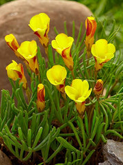 Oxalis Golden Cap  Bright Blooms for a Cheerful Garden