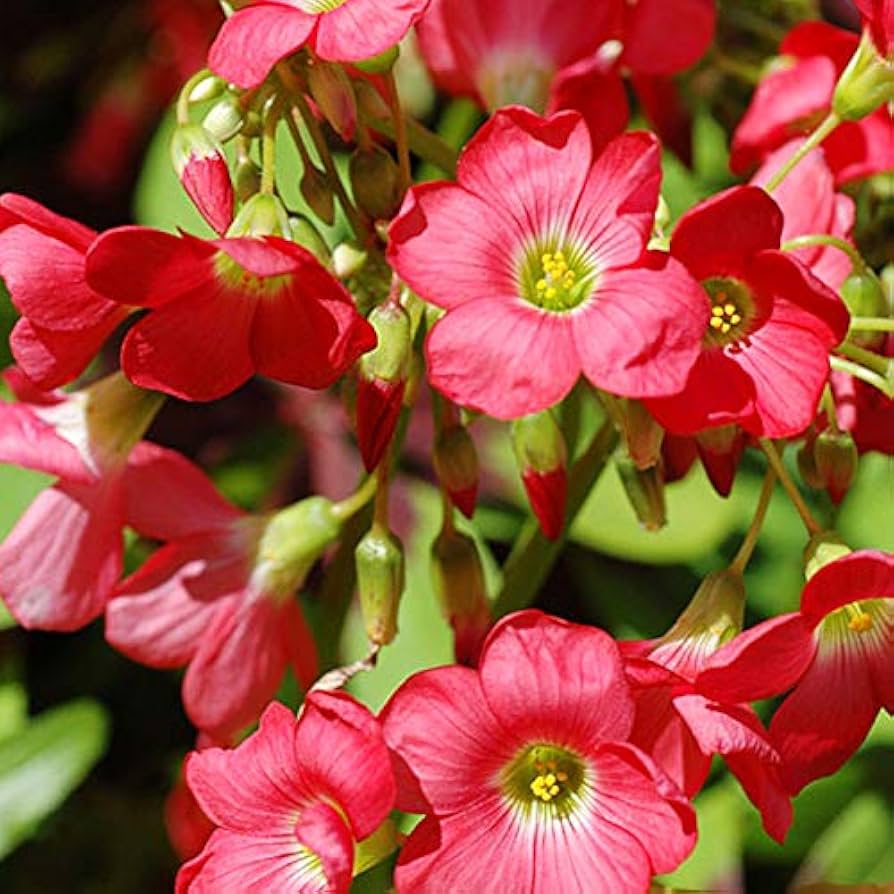 Oxalis Iron Cross  Lucky Clover Bulbs for Garden & Pots
