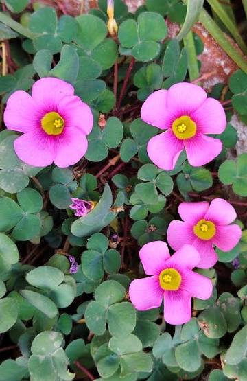 Oxalis Purpurea (Deep Rose) Bulb  Elegant Deep Pink Blooms for Garden Lovers