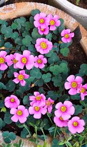 Oxalis Obtusa Rhodo Bulb  Compact Blooms with Brilliant Pink Shades