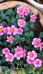 Oxalis Obtusa Rhodo Bulb  Compact Blooms with Brilliant Pink Shades