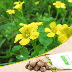 Oxalis Perdicaria Bulb  Charming Yellow Blooms for Every Garden