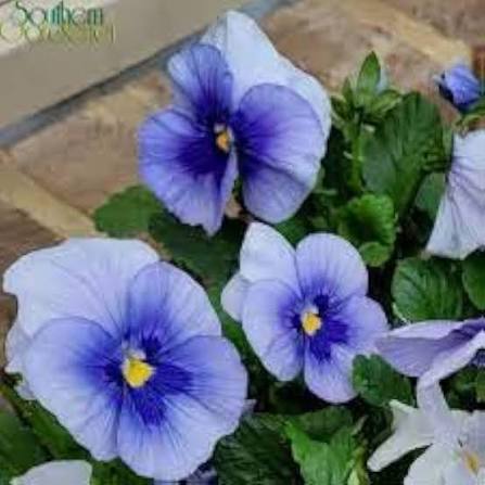 Pansy F1 Blue Blotch  Hybrid Winter Flower Seeds