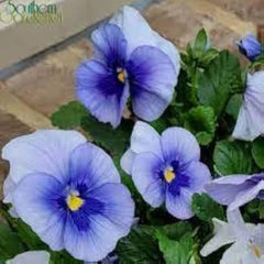 Pansy F1 Blue Blotch  Hybrid Winter Flower Seeds