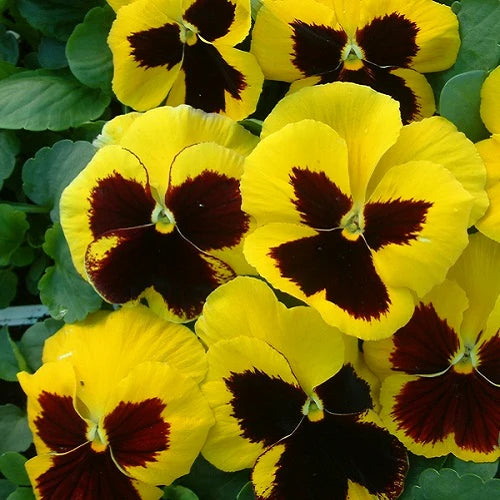 Pansy/Pensy F1 Yellow Blotch  Premium Hybrid Flower Seeds