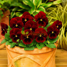 Pansy/Pensy F1 Red Blotch  Premium Hybrid Flower Seeds