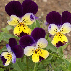 Pansy/ Pensy Viola Johnny Jump Up  Charming Tricolor Flower Seeds
