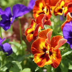 Pansy Paneeri  Winter Flowering Seedlings (Red, Blue & Yellow)