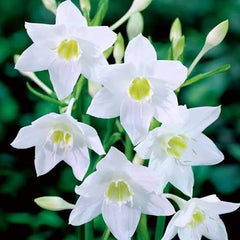 Paperwhite Bulbs  Fragrant Winter Bloomers