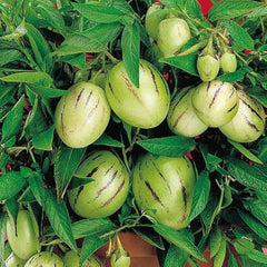 Papino Melon Plant Exotic Fruit Plant for Pakistan Gardens