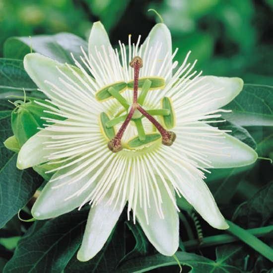 Passiflora Vine Plant (White) in Pakistan  Exotic Passion Flower for Gardens
