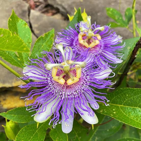 Passiflora Vine Plant (Purple) in Pakistan  Exotic Passion Flower for Gardens